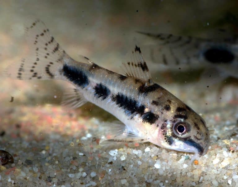 Salt and Pepper Corydoras Care, Size, Lifespan & Breeding Fish