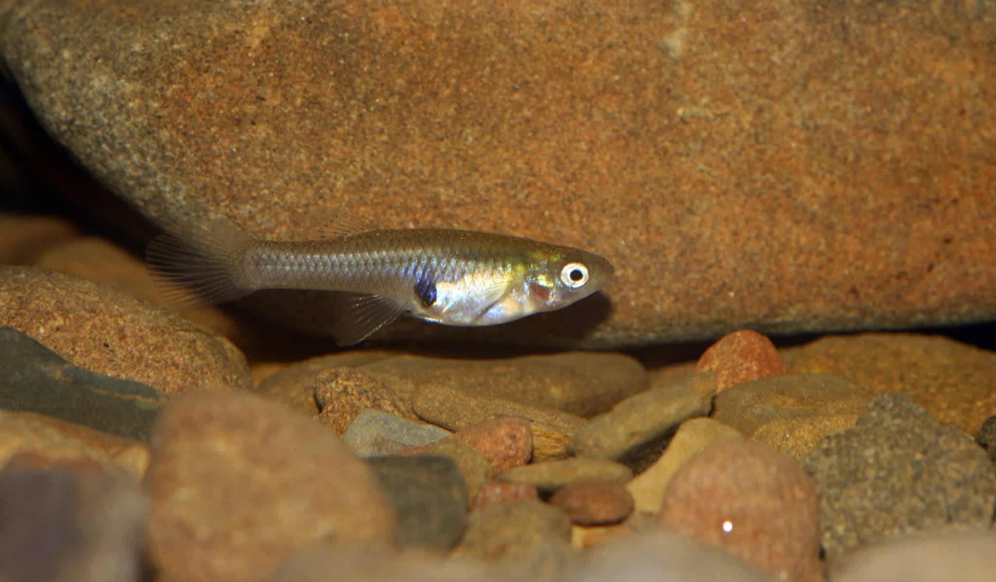 Mosquito Fish (Gambusia affinis) Ultimate Care Guide Fish Laboratory