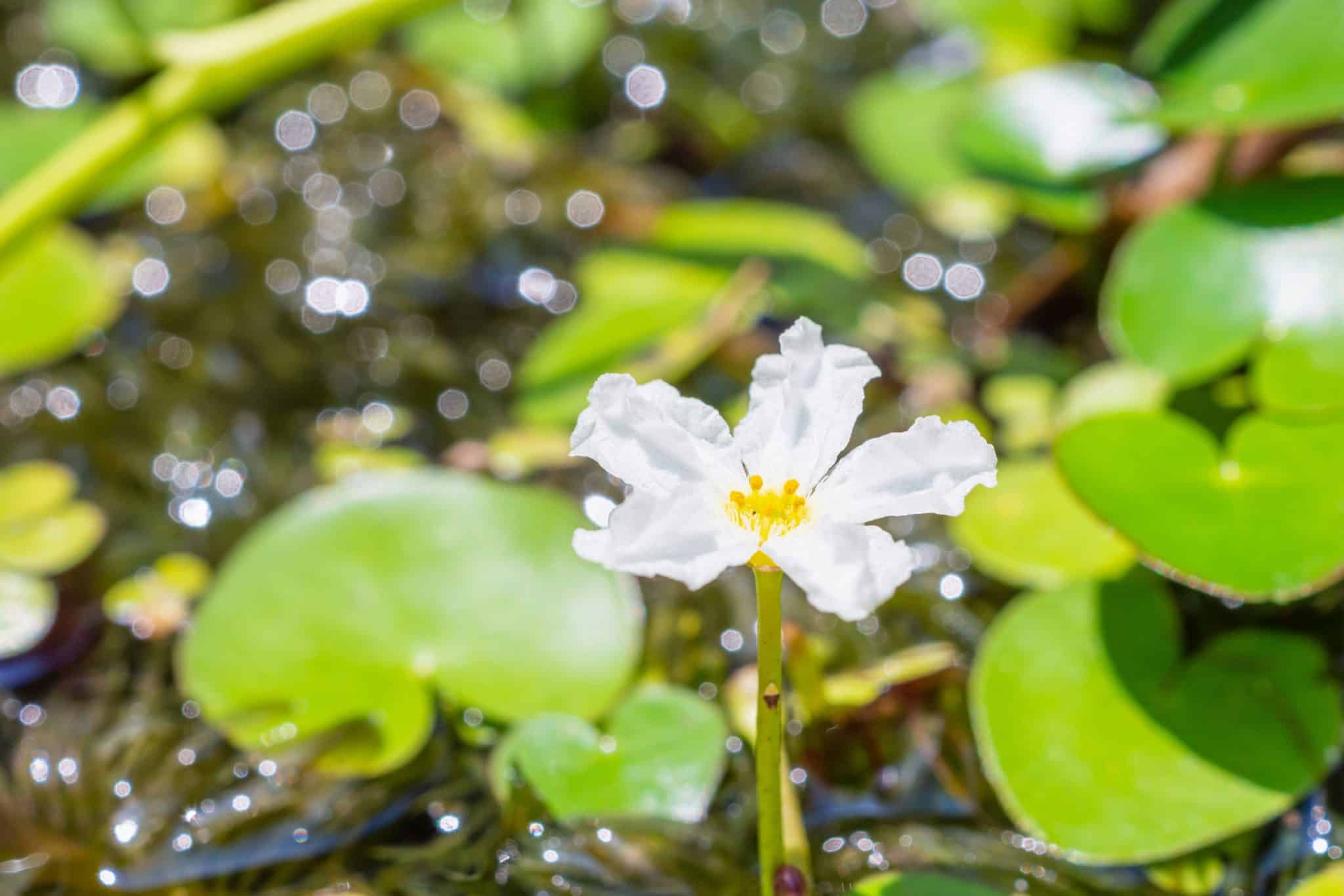 Aquarium Banana Plant Care, Propagation & Dying Plants Fish Laboratory
