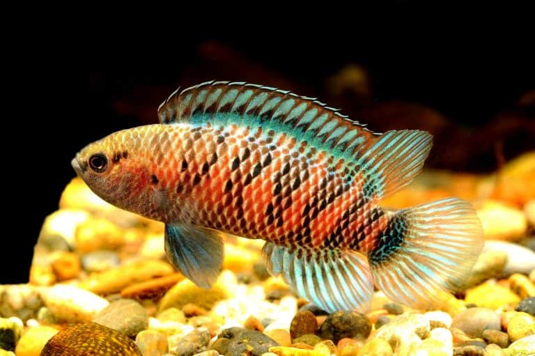 Badis Badis Care: The Dwarf Chameleon Fish - Fish Laboratory