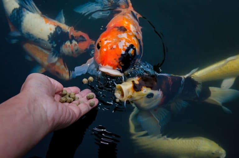 Best Koi Food Guide What to Feed Koi Fish? Fish Laboratory