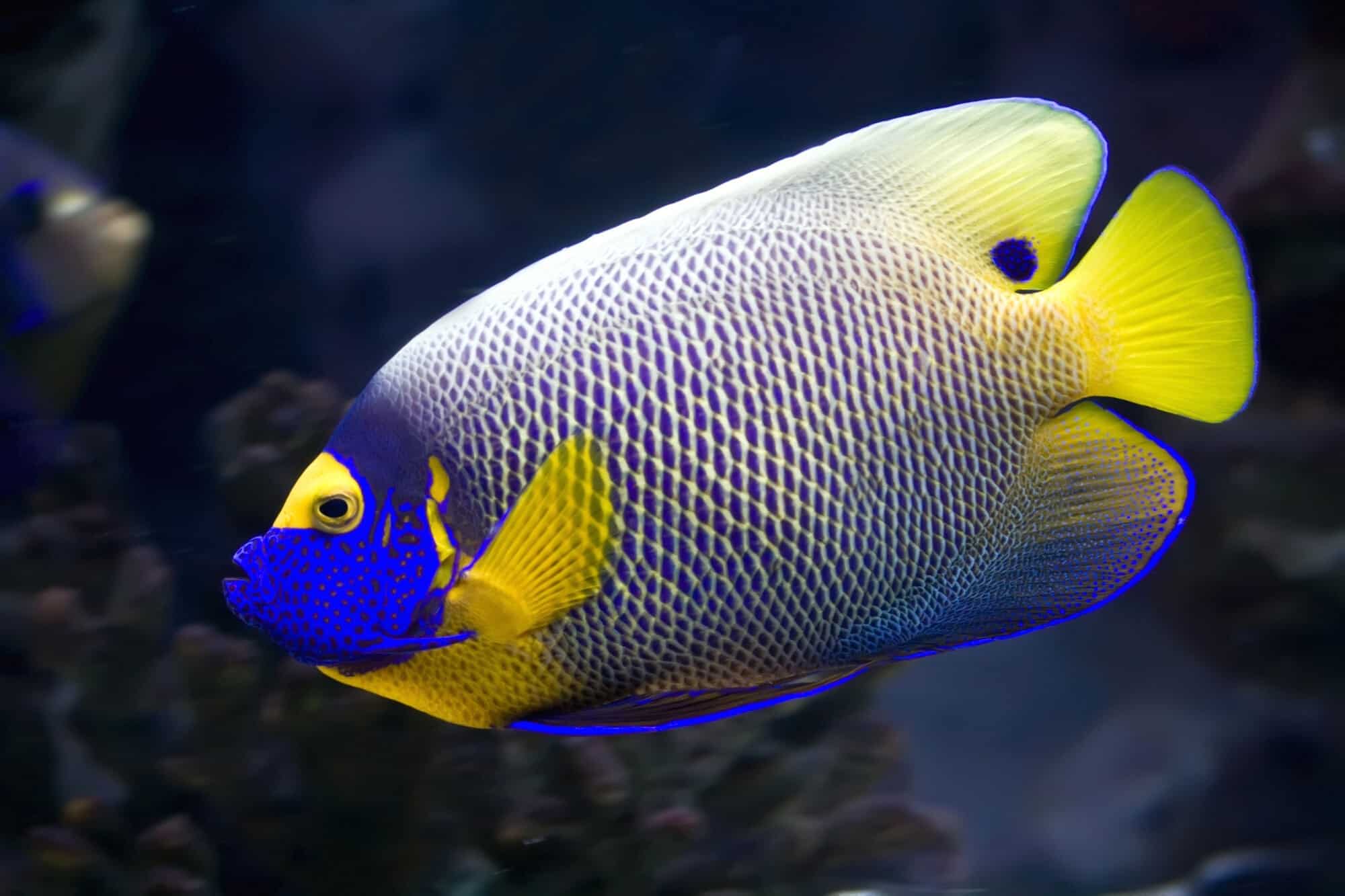 Blueface Angelfish - Fish Laboratory