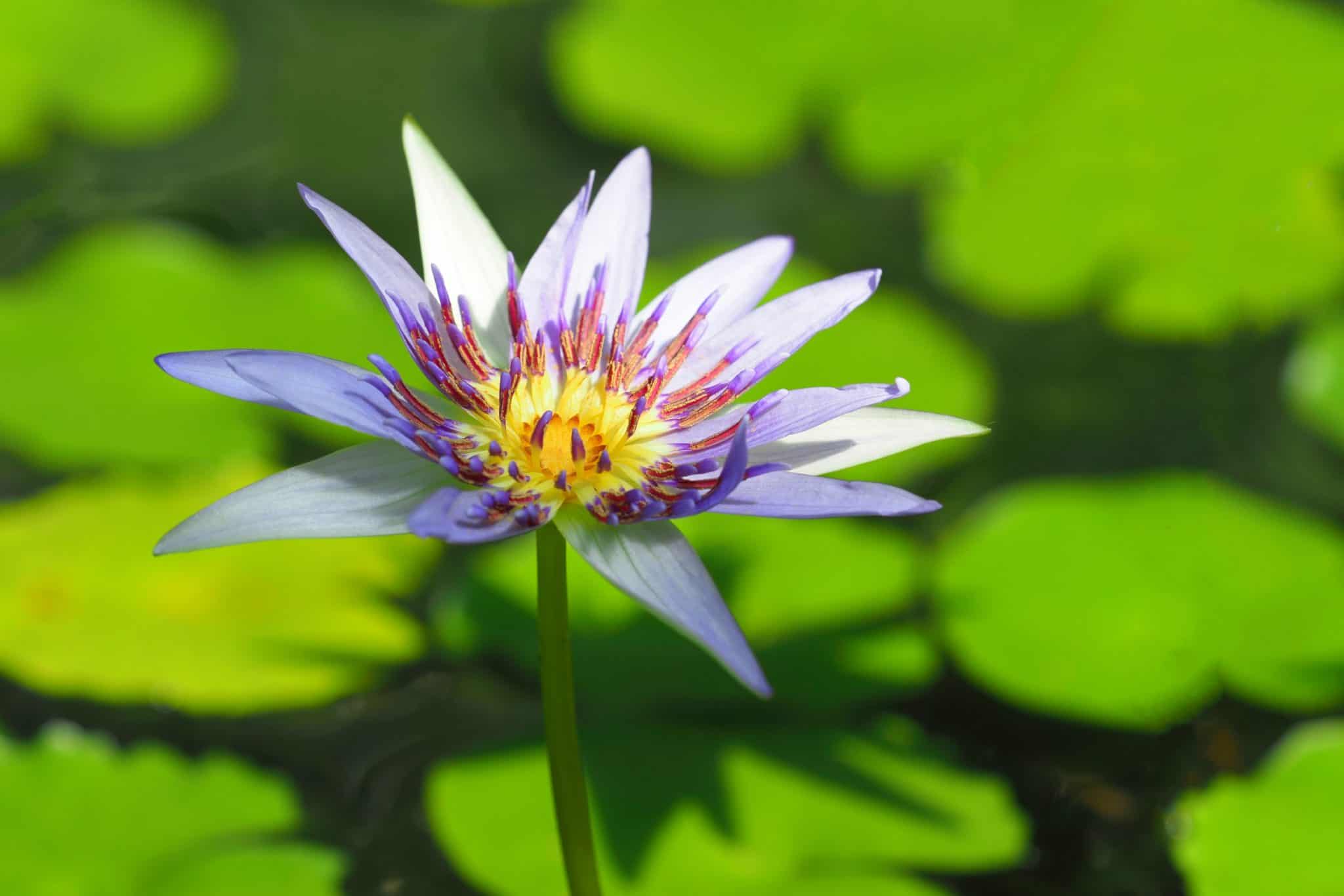 Dwarf Aquarium Lily Care, Temperature, Propagate & More Fish Laboratory