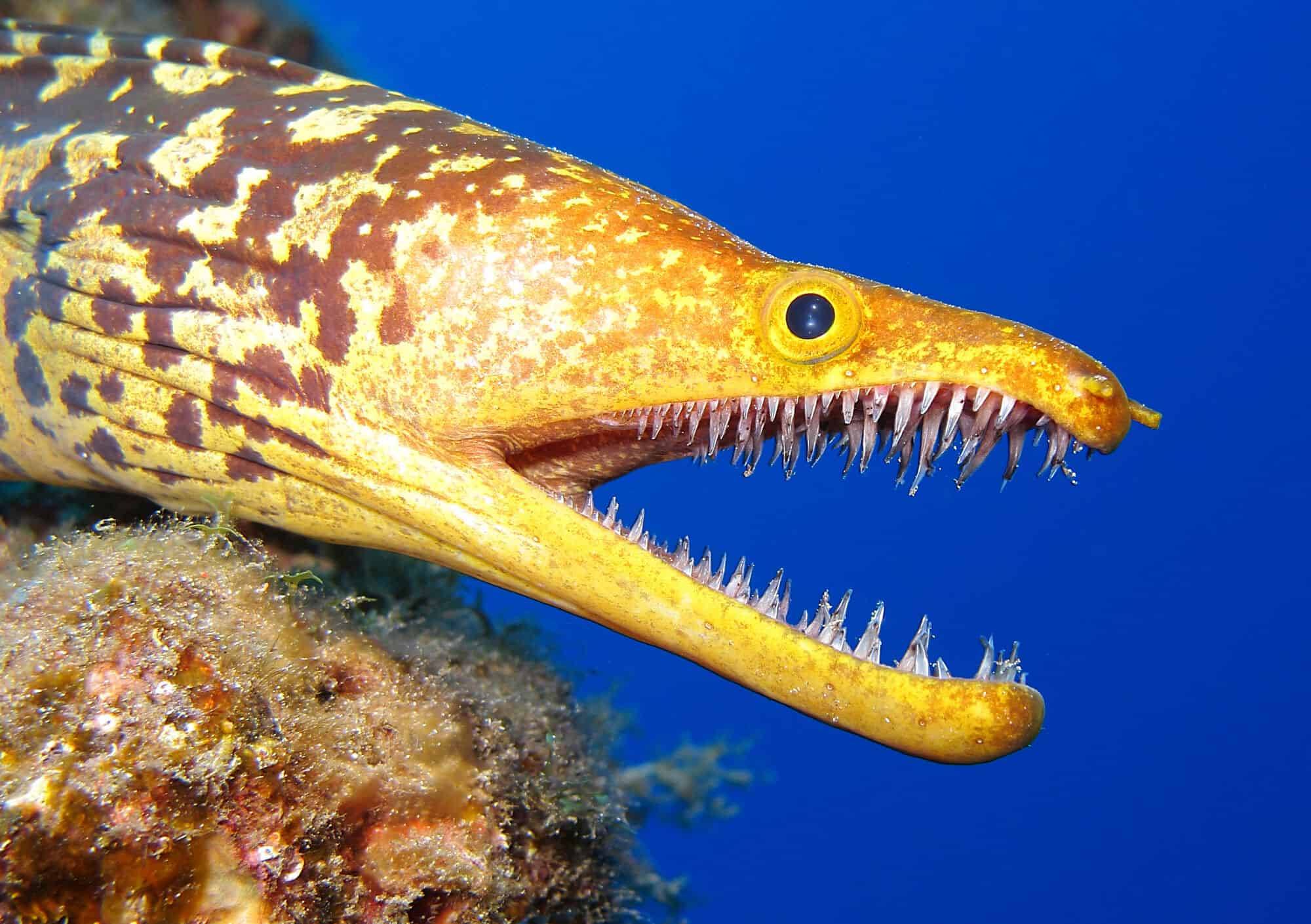 FARK 11902590 Eels Is A Funny Word Preparing And Eating Maybe FARK 11902590 Eels Is A Funny Word Preparing And Eating Maybe