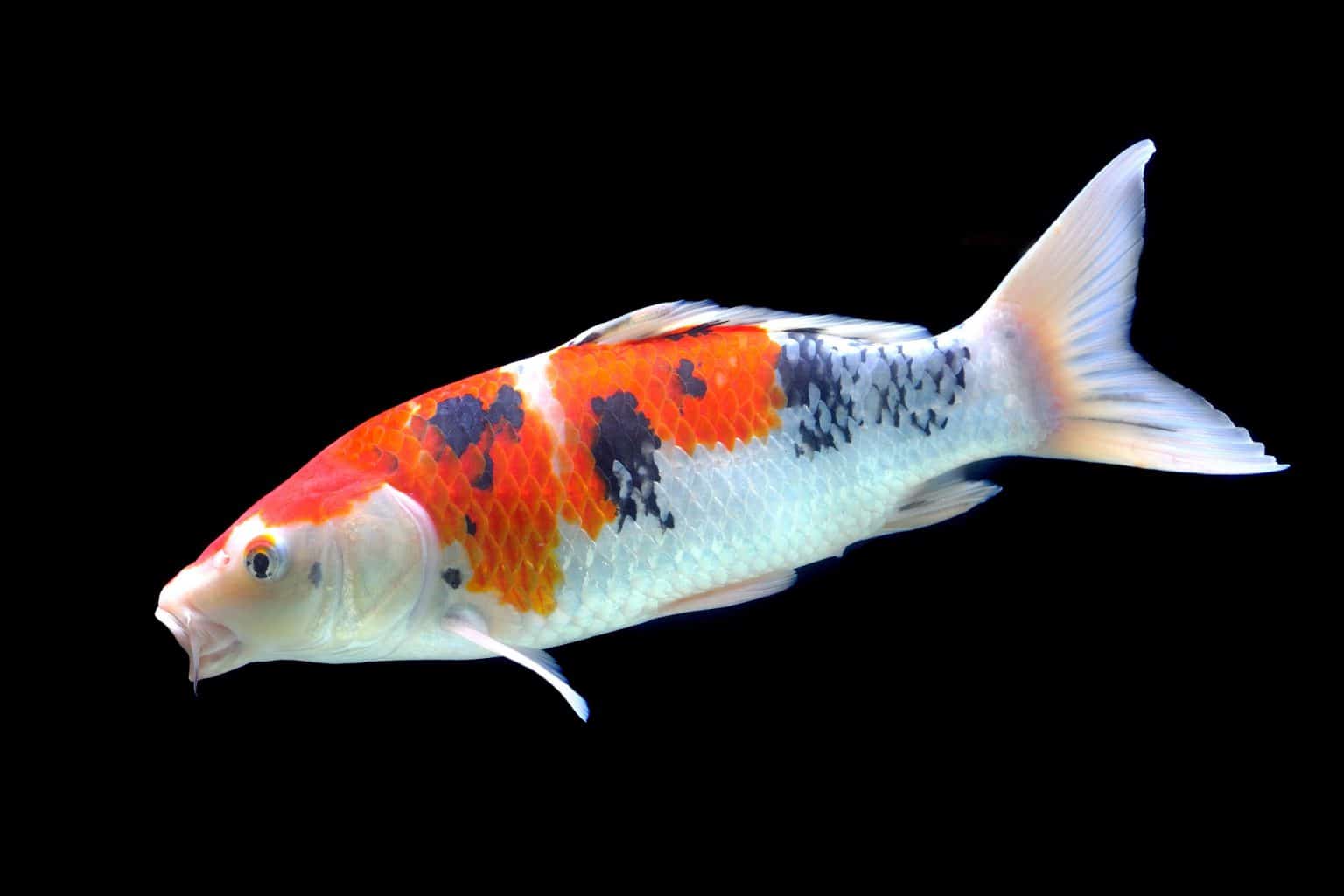 Koi Fish Care: Guide to Keeping Nishikigoi - Fish Laboratory