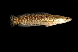Image result for Fish-safe aquarium dyes for color enhancement