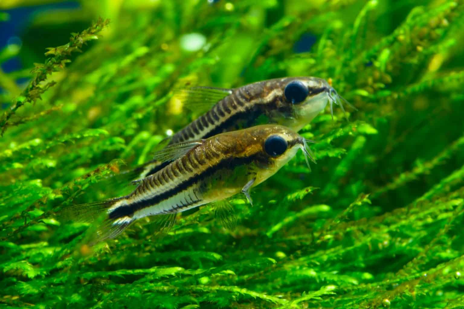 Pygmy Corydoras Care Food, Breeding, Size & More Fish Laboratory