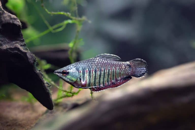Gourami Fish Types: Guide to Gourami Types & Species - Fish Laboratory