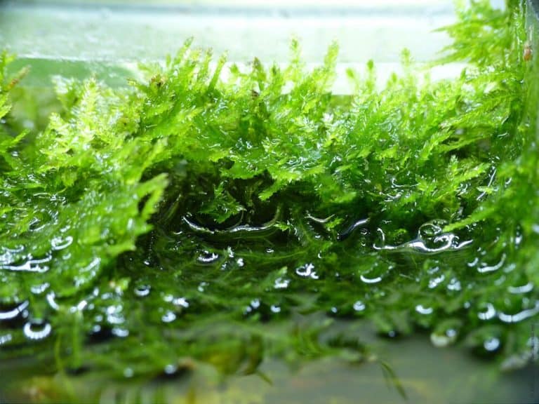 Weeping Moss Care How to Grow, Attach to Driftwood & More Fish
