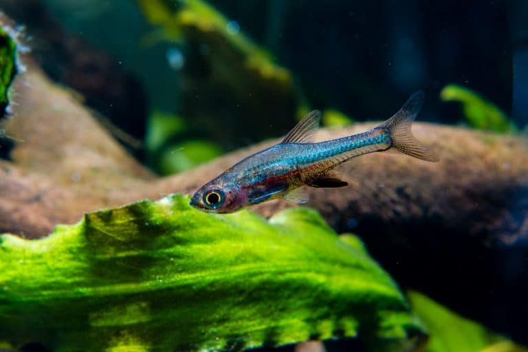 Neon Blue Rasbora: Care, Size, Tank Size & Tank Mates - Fish Laboratory