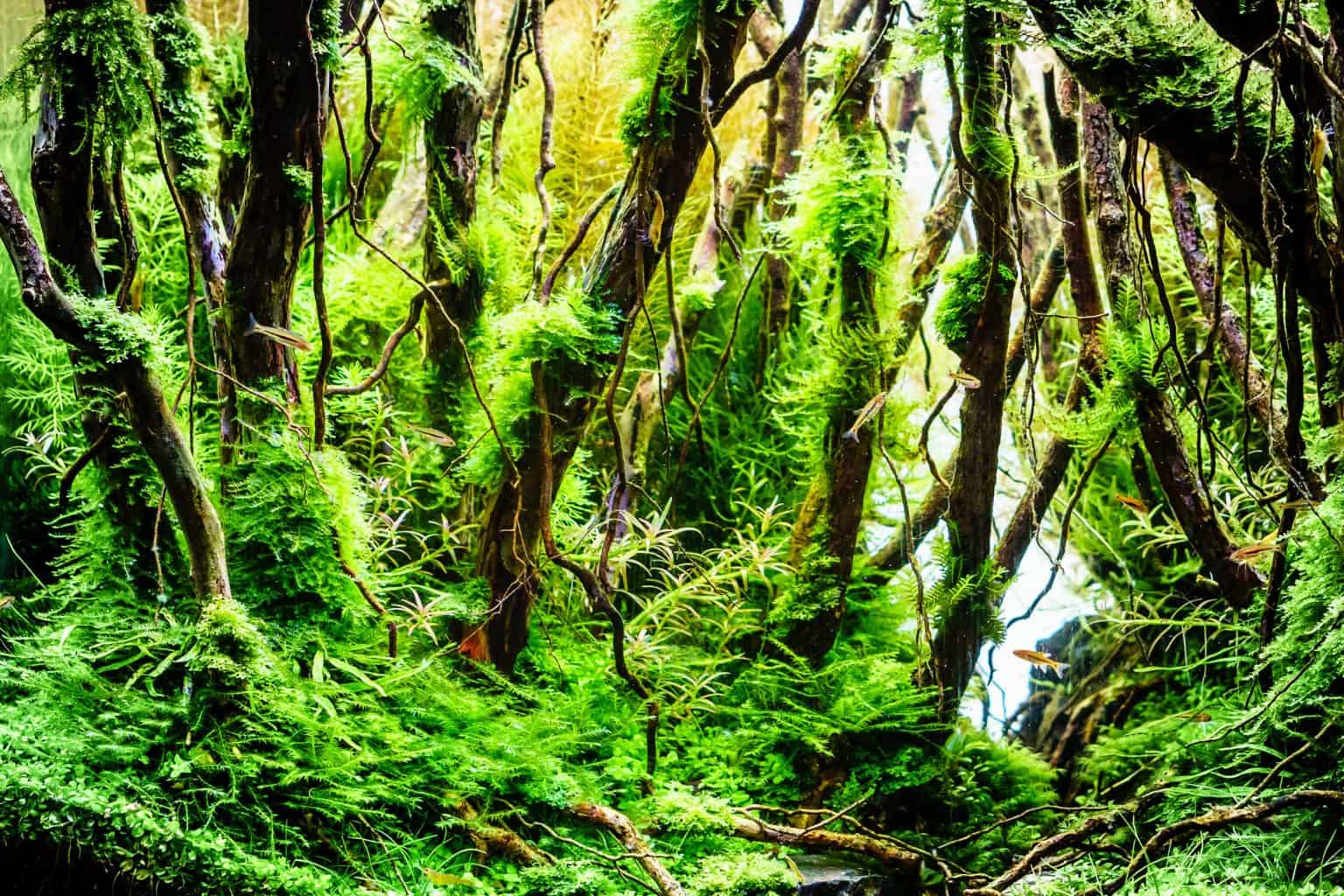 Peacock Moss (Taxiphyllum sp. 'Peacock'): Care & Growing - Peacock Moss 1536x1024