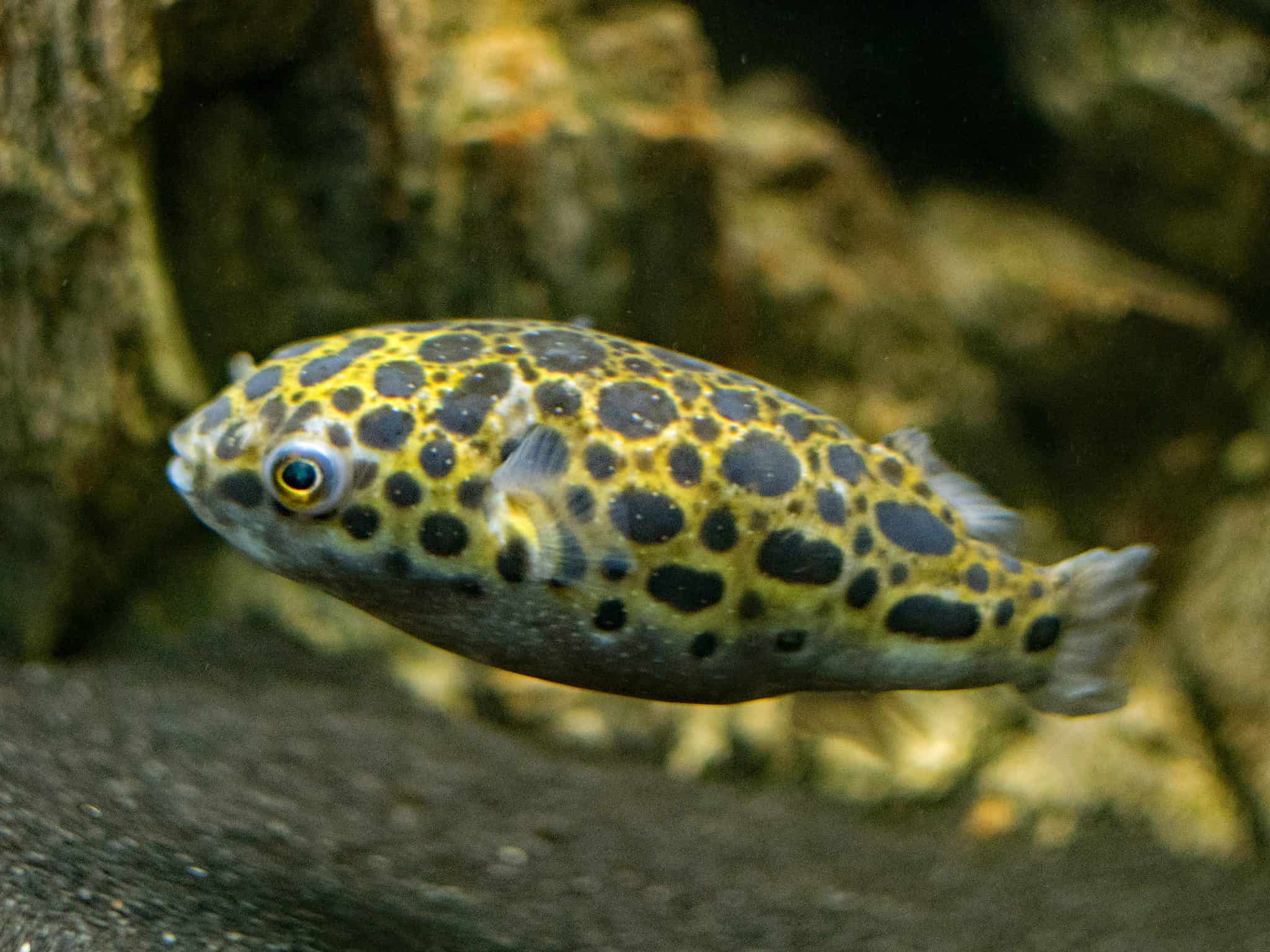Leopard Puffer Fish Care (Dichotomyctere nigroviridis) Fish Laboratory