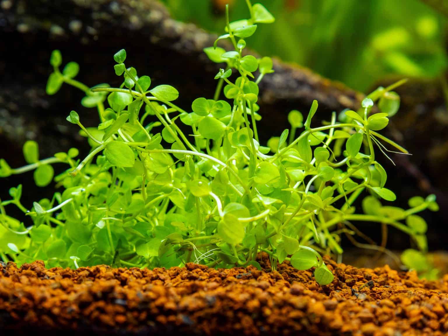 Monte Carlo Plant (Micranthemum Tweediei) Ultimate Care Guide Fish