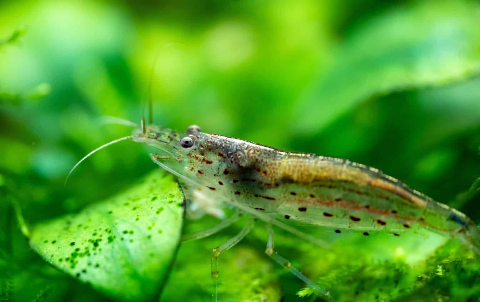 Picture of 15 Best Algae Eater for Freshwater Aquariums - Fish Laboratory
