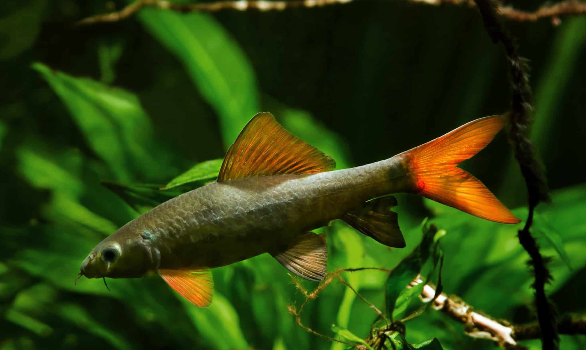 Rainbow Shark Care, Size, Tank Mates, Tank Size & Food Fish Laboratory