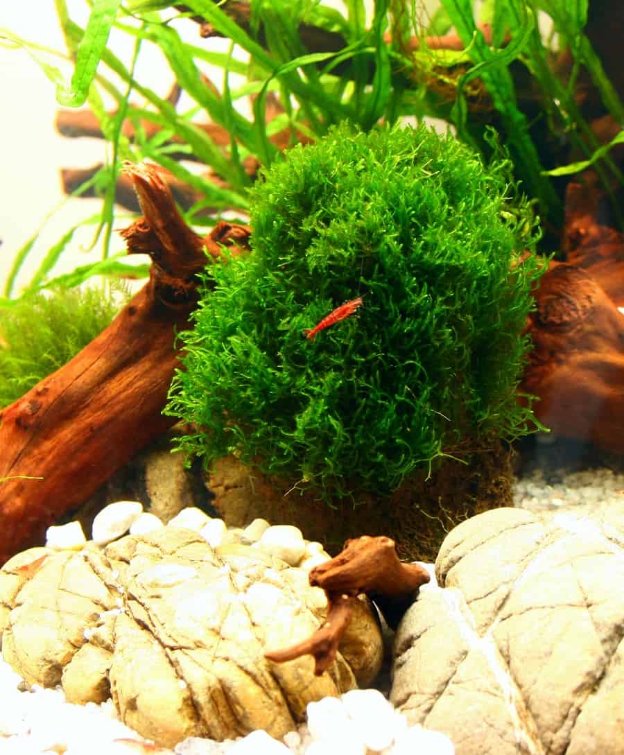 Types of Aquarium Moss & More | The Ultimate Guide - Fish Laboratory