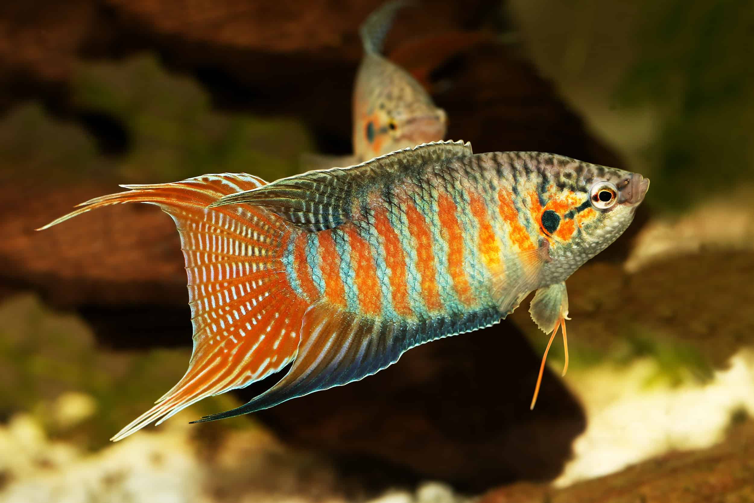 Gourami Fish Male Female Difference