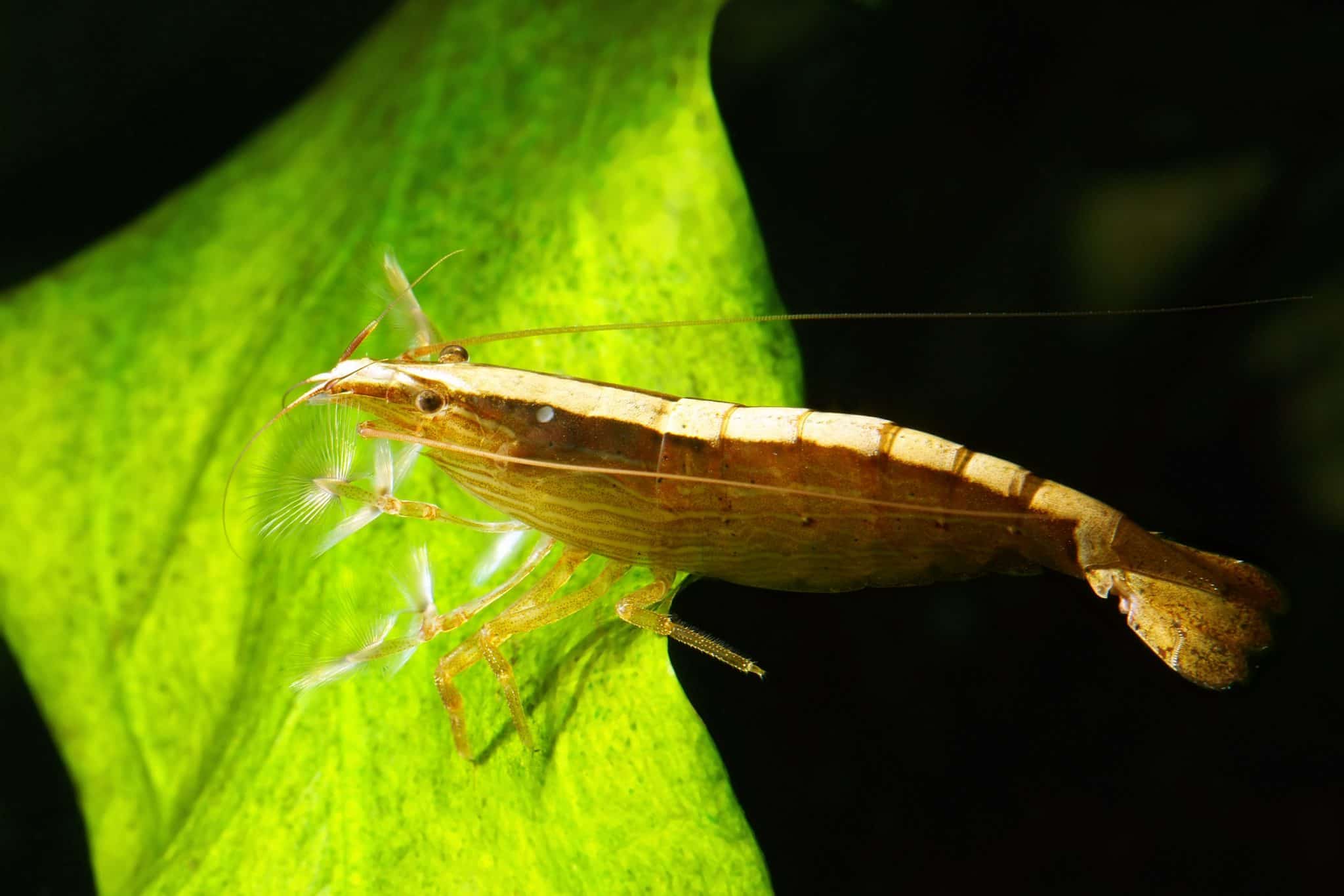 Bamboo Shrimp (Atyopsis Moluccensis) Ultimate Care Guide Fish Laboratory