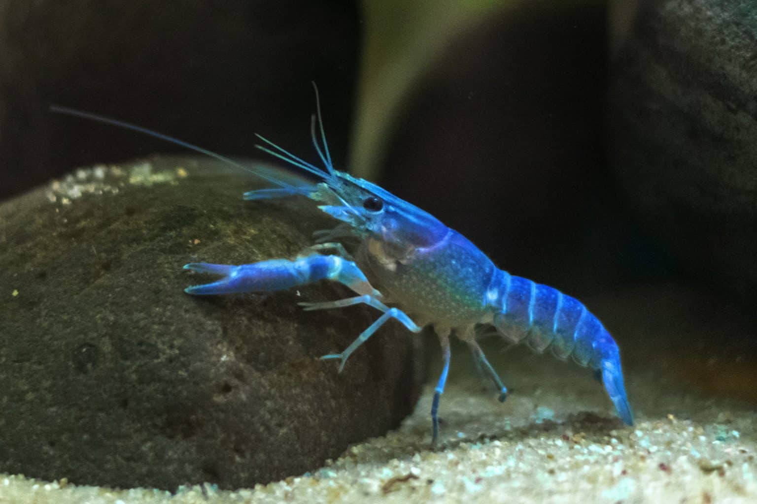 Blue Crayfish (Procambarus alleni) Ultimate Care Guide Fish Laboratory