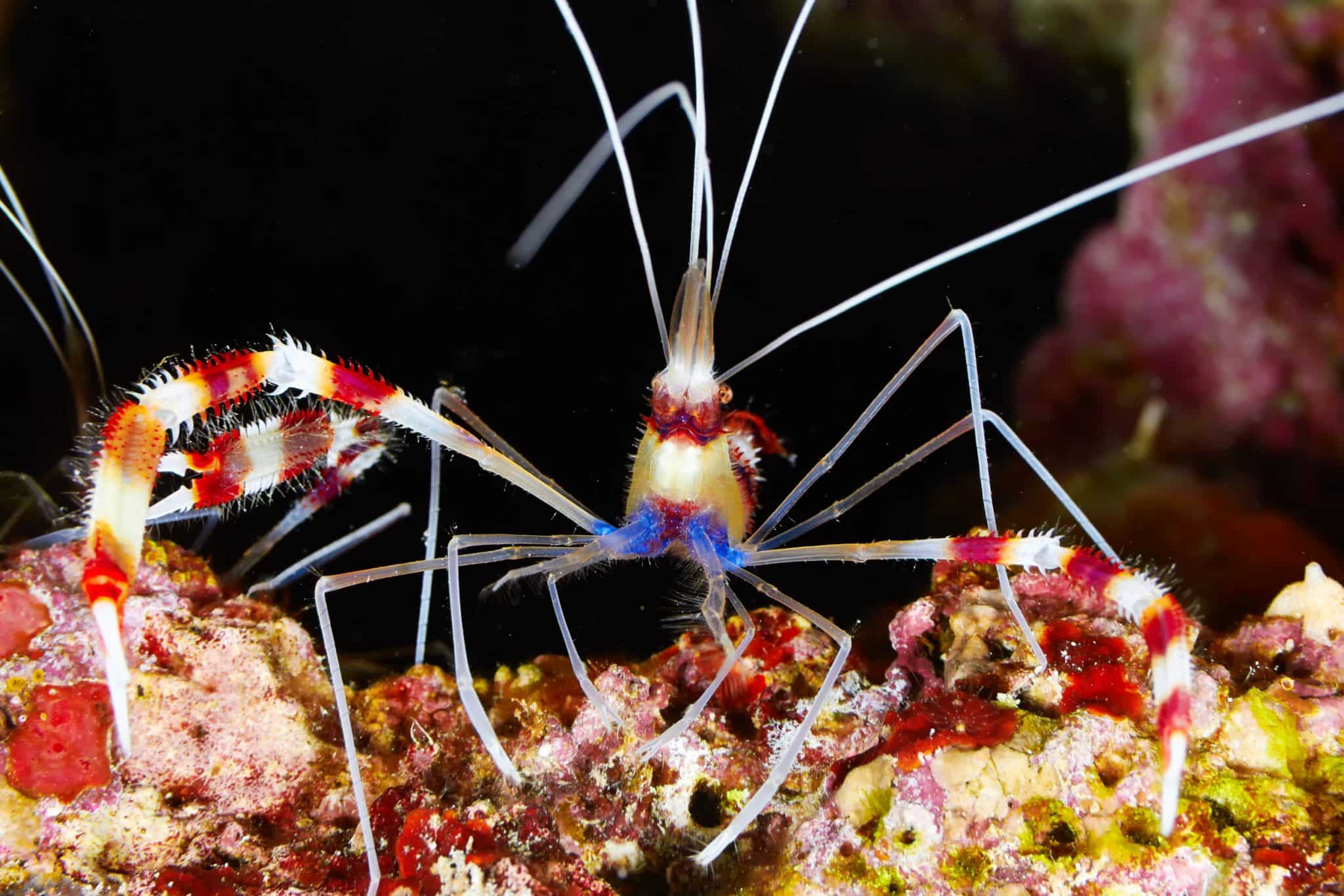 Coral Banded Shrimp (Stenopus hispidus) Care Guide Fish Laboratory