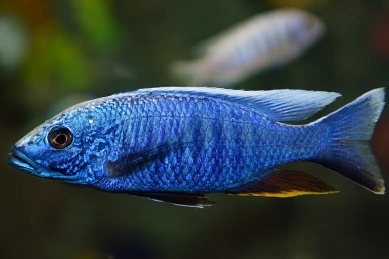 Brichardi Cichlid (Neolamprologus brichardi): Ultimate Care Guide ...