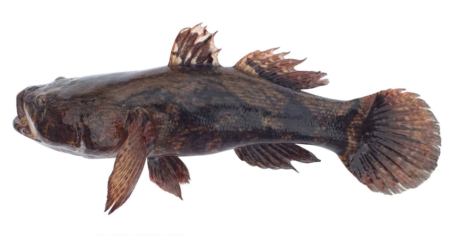 Marble Goby (Oxyeleotris Marmoratus) Ultimate Care Guide Fish Laboratory