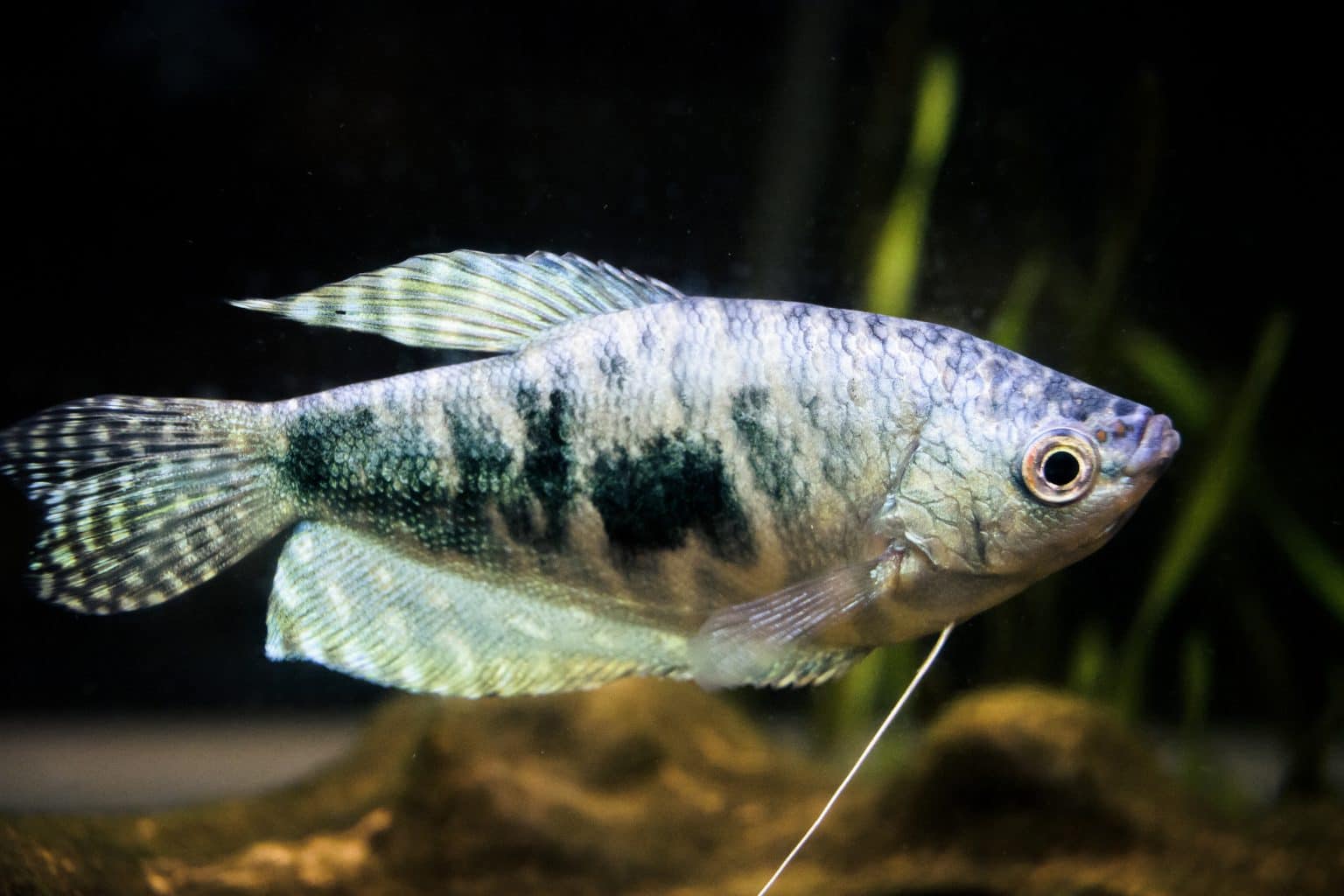 Gourami Fish Types Guide to Gourami Types & Species Fish Laboratory