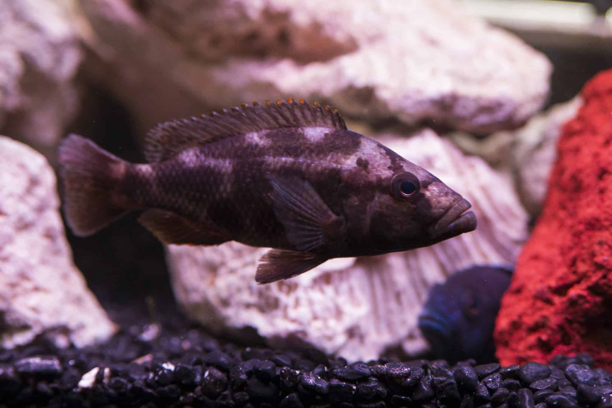 Red Terror Cichlid (Amphilophus Festae): Ultimate Care Guide - Fish ...