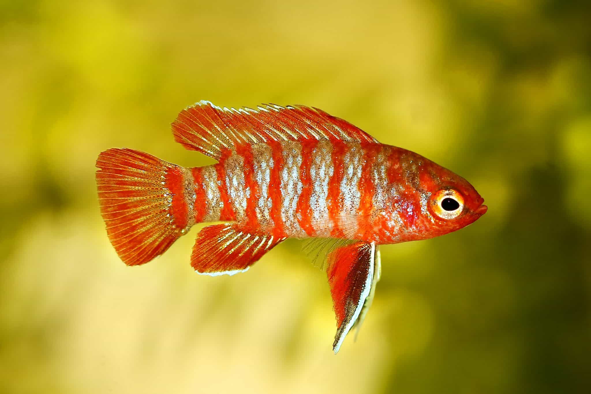Scarlet Badis Care Guide Tank Mates, Setup, Size & Food Fish Laboratory
