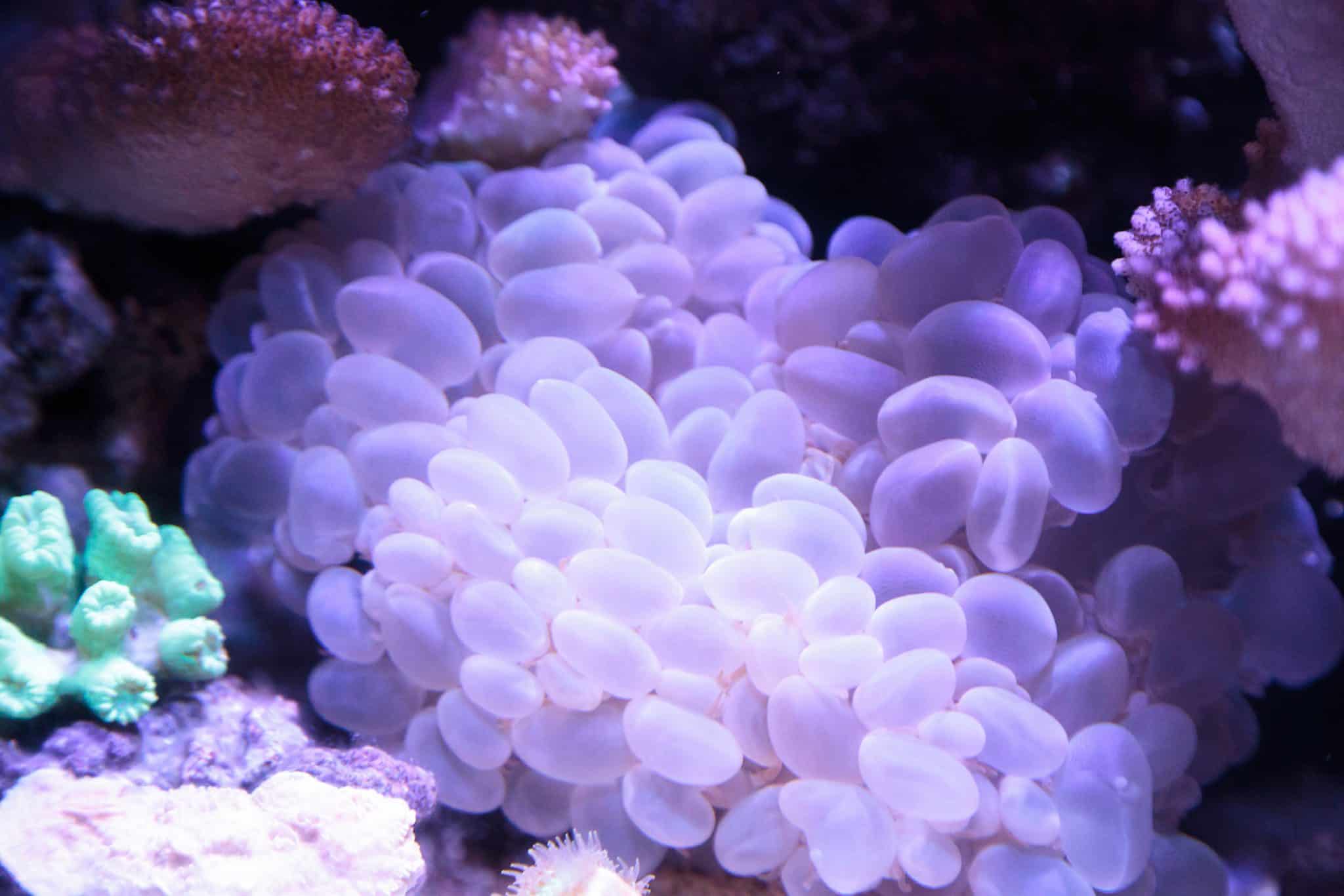 Bubble Corals The Ultimate Care Guide Fish Laboratory