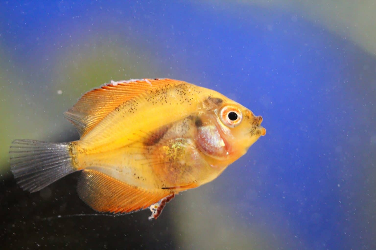 Fin Rot Disease & Treatment The Ultimate Guide Fish Laboratory