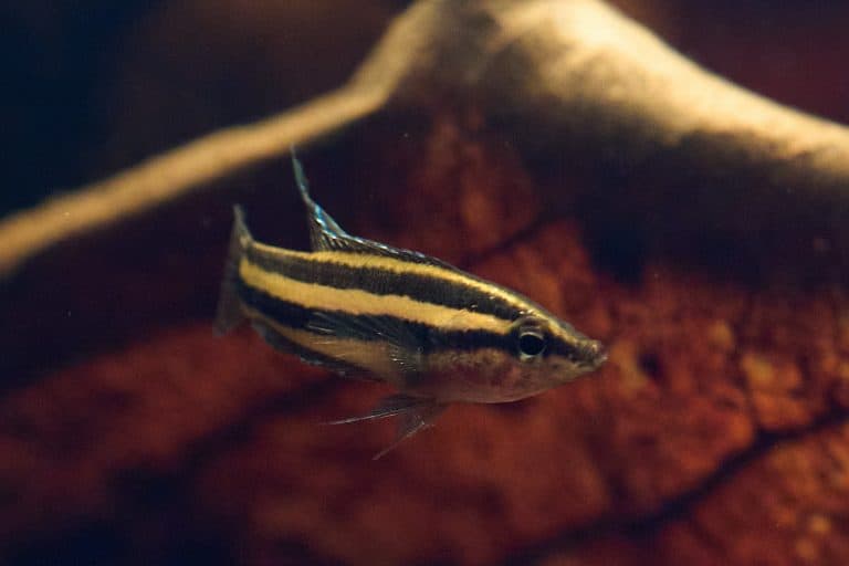 Licorice Gourami (Parosphromenus deissneri) Ultimate Care Guide Fish