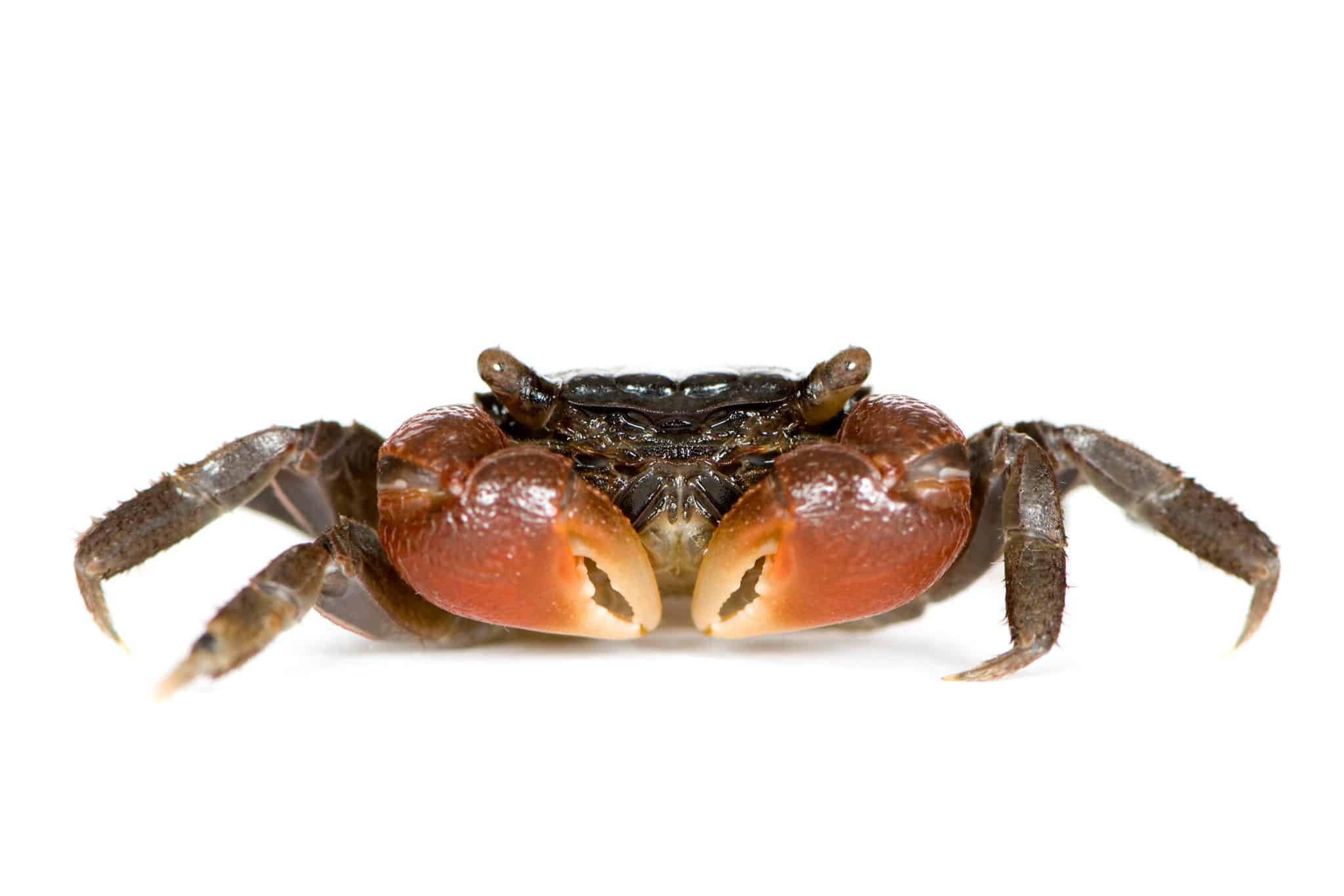 Red Claw Crab (Perisesarma Bidens): Ultimate Care Guide - Fish Laboratory