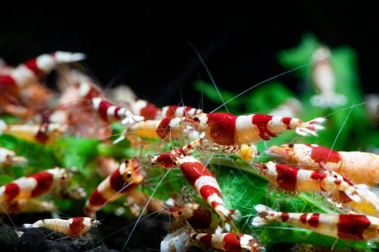 Caridina Shrimp Care, Water Parameters & Types Fish Laboratory