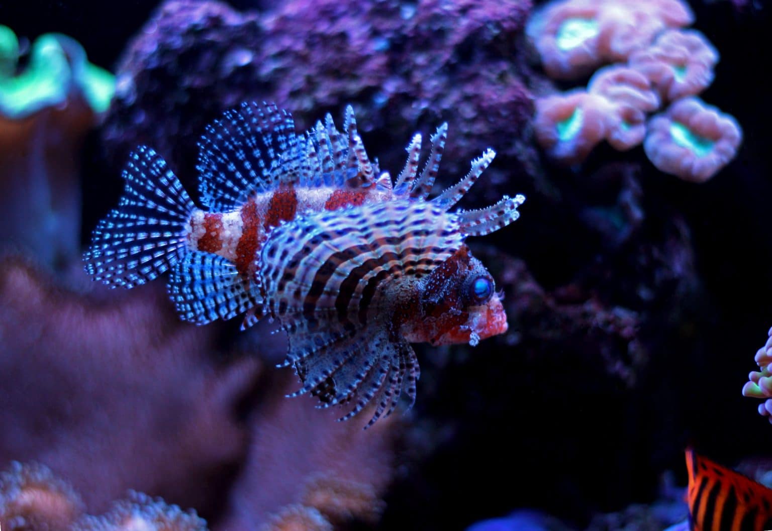 Dwarf Lionfish (Dendrochirus brachypterus): Ultimate Care Guide - Fish ...