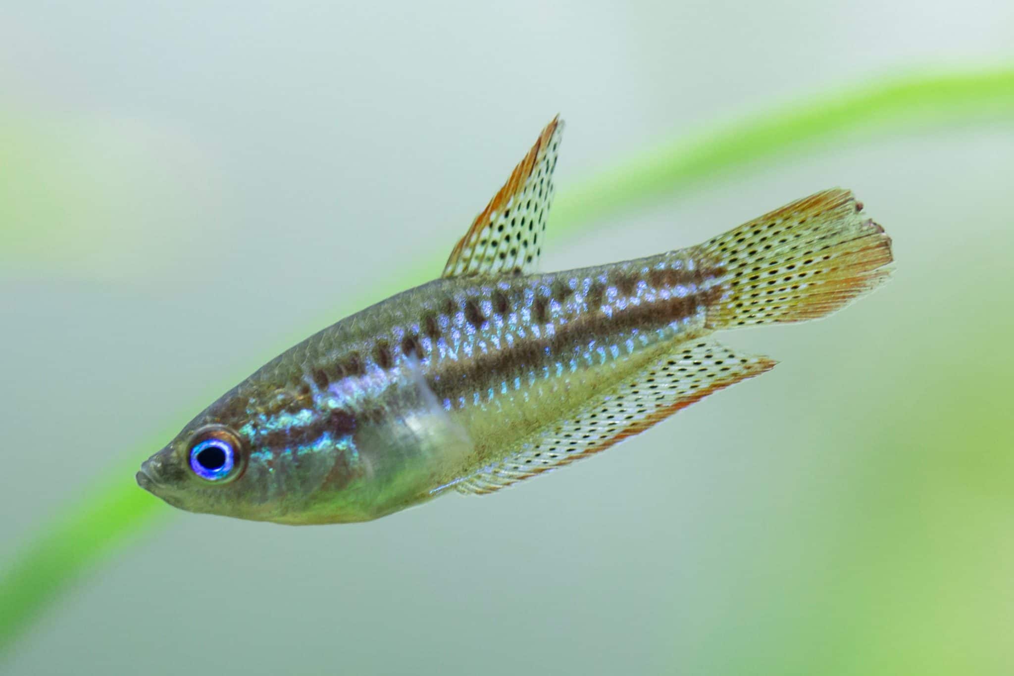 Gourami Fish Types Guide to Gourami Types & Species Fish Laboratory