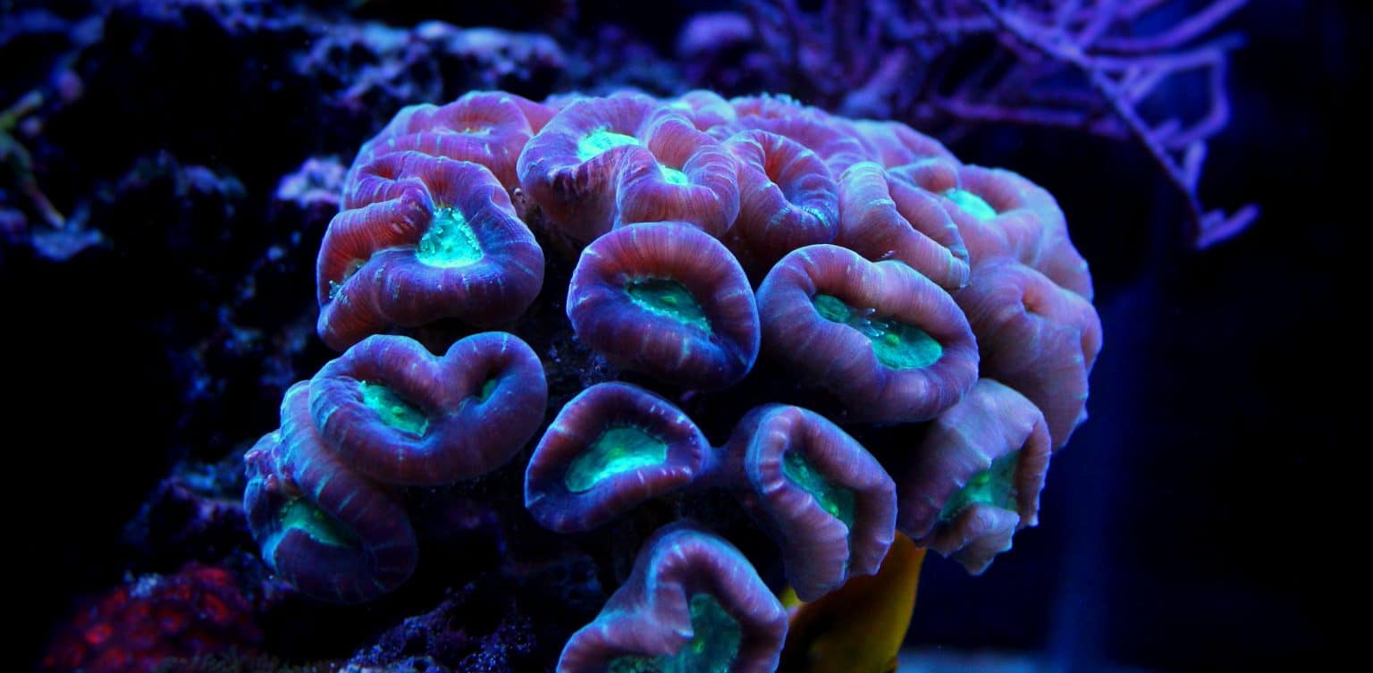 Candy Cane Coral (Caulastrea Furcata) Ultimate Care Guide Fish