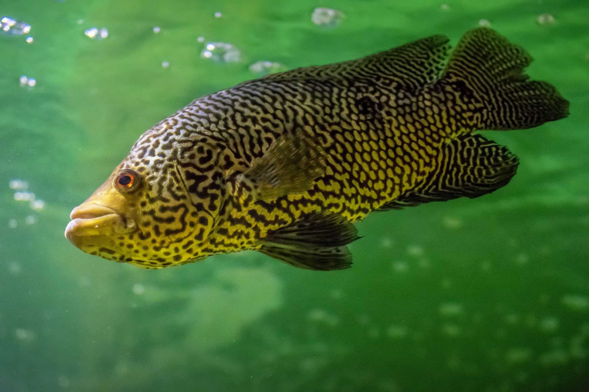 29 Best Oscar Tank Mates What Fish Can Be Kept with Oscars? Fish Laboratory