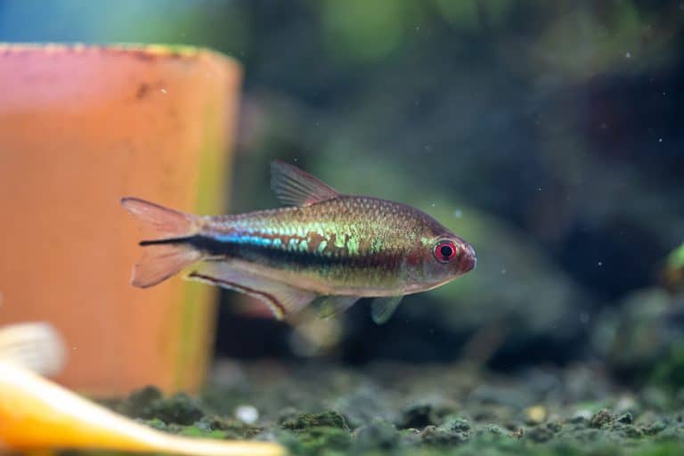 Rainbow Tetra (Nematobrycon lacortei) Ultimate Care Guide Fish