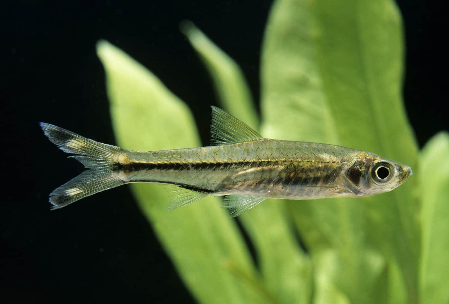 Rasbora Types, Size & Care Ultimate Guide to Rasbora Fish