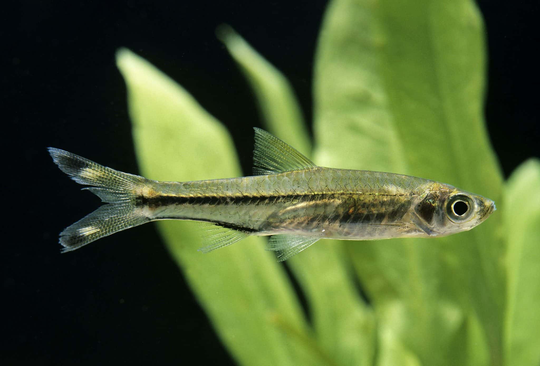 Brilliant Rasbora (Rasbora Einthovenii) Ultimate Care Guide