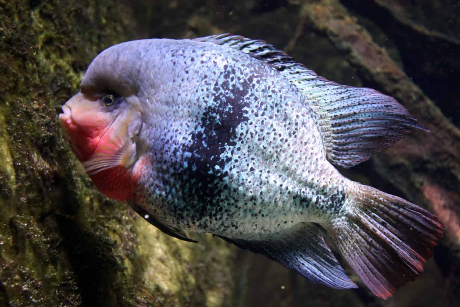 Black Belt Cichlid (Vieja maculicauda) Ultimate Care Guide Fish