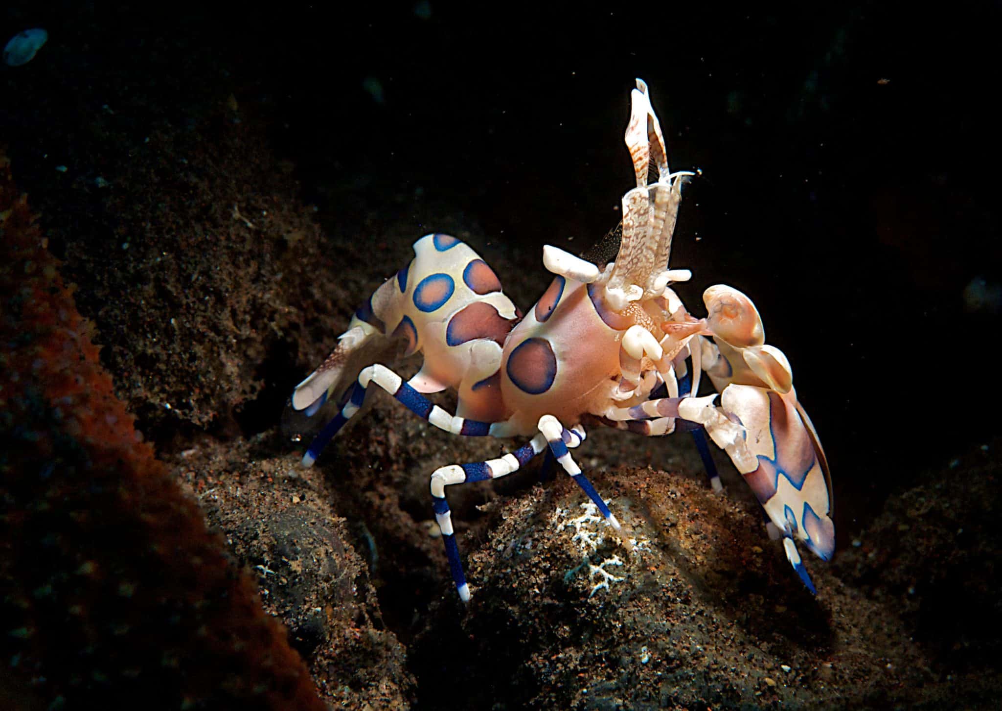 Harlequin Shrimp (Hymenocera Picta) Ultimate Care Guide Fish Laboratory