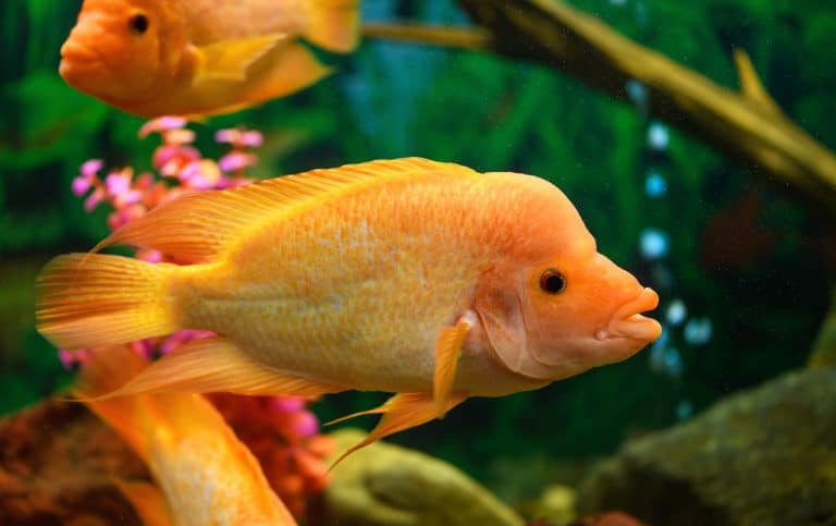Brichardi Cichlid (Neolamprologus brichardi): Ultimate Care Guide ...