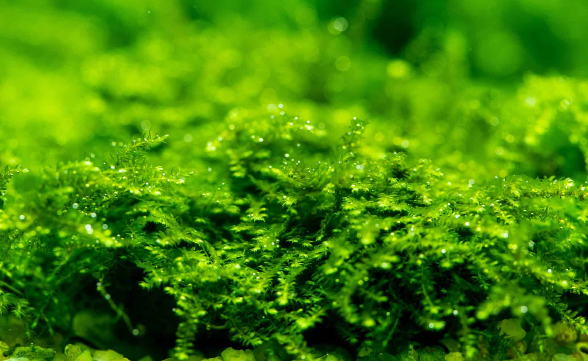 Types of Aquarium Moss & More The Ultimate Guide Fish Laboratory
