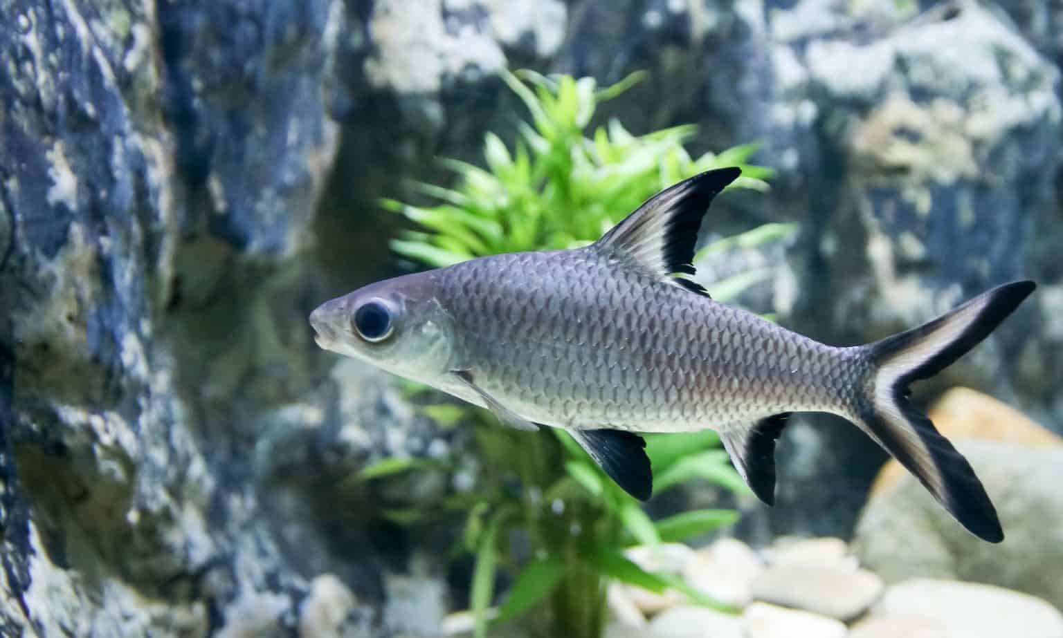 Bala Shark (Balantiocheilus Melanopterus) Ultimate Care Guide Fish