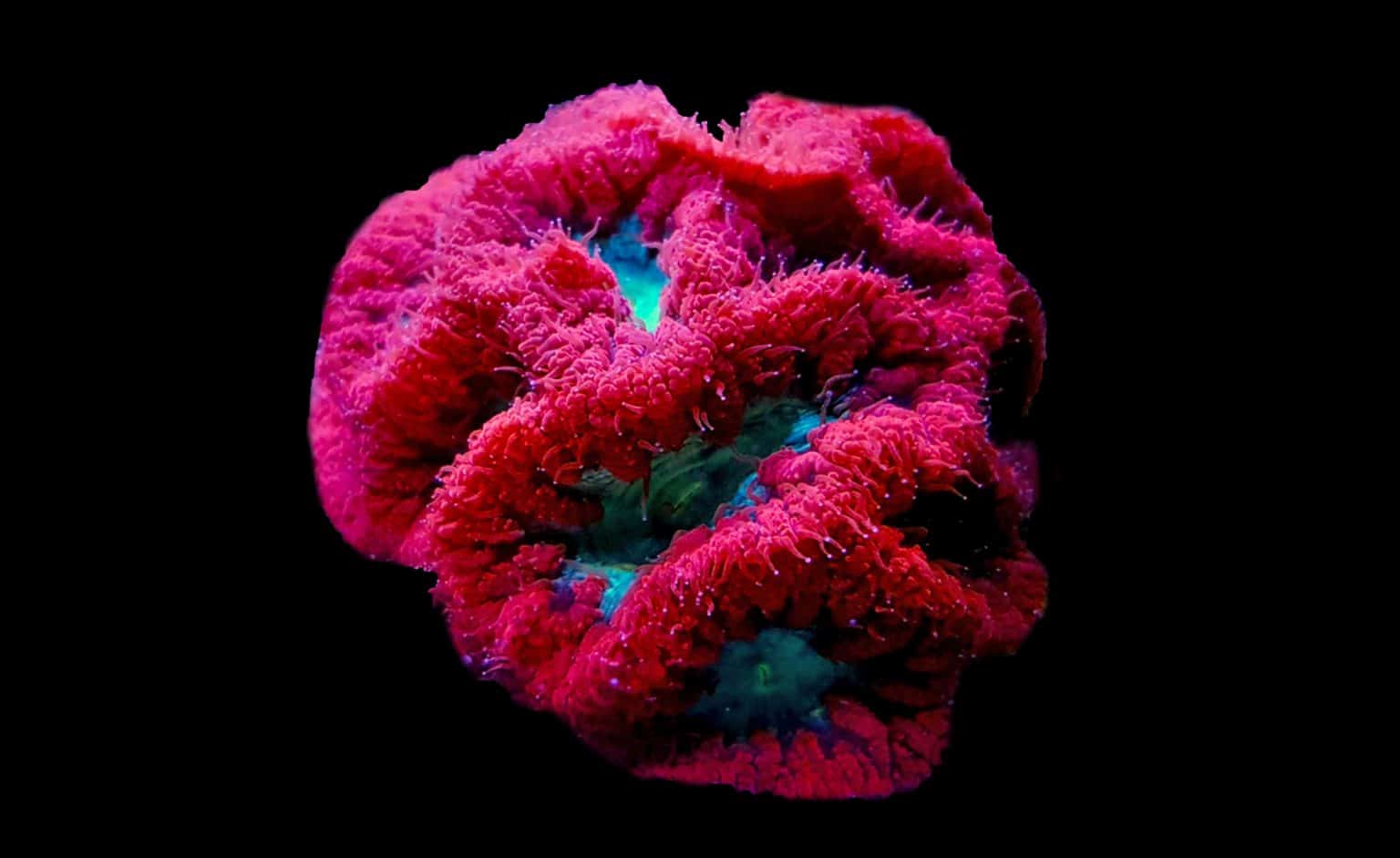 Blasto Coral (Blastomussa sp.): Ultimate Care Guide - Fish Laboratory