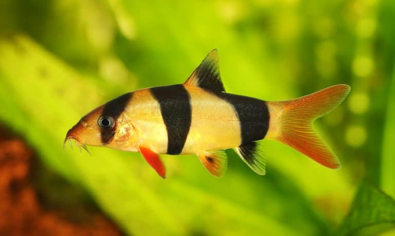 Clown Loach photo