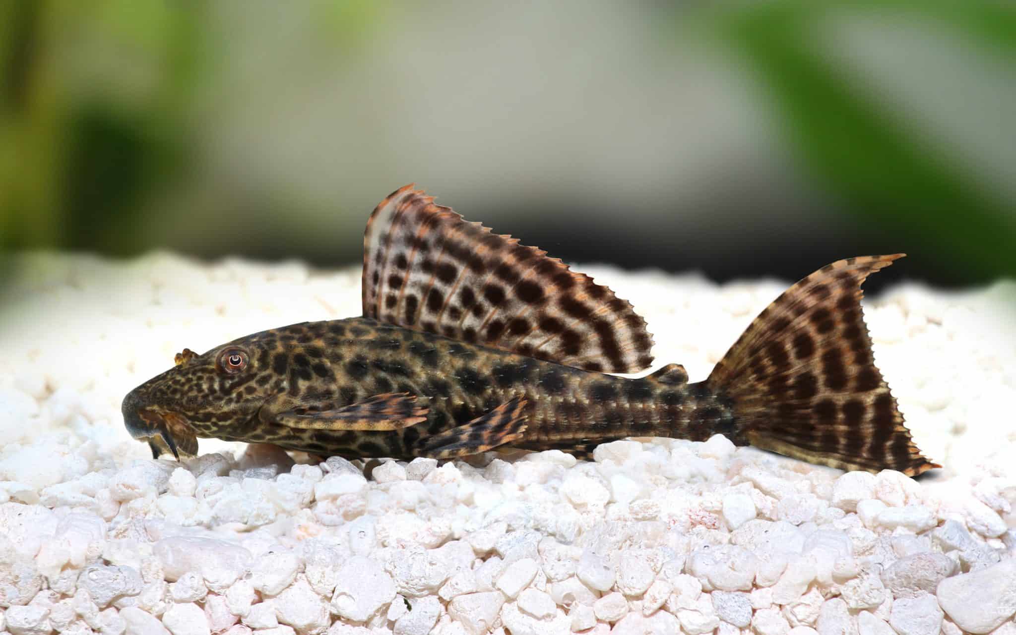 Pleco Tank Size How Big Of A Tank Do Plecos Need Fish Laboratory Pleco Tank Size How Big Of A Tank Do Plecos Need Fish Laboratory