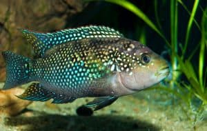 Jack Dempsey Fish (Rocio Octofasciata): Ultimate Care Guide - Fish